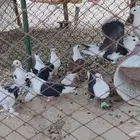 حمام للبيع