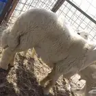 مشروع فحل صنف ابوه من حلال متعب بن عيضه