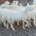 طليان تربية طيبة