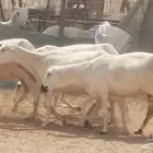 غنم رفيدية جنب دفيع ضان رفد