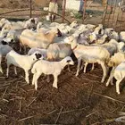 ضان مناتيج عددها 26 ويتبعها 26