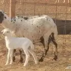 غنم رفيدية ميدية خلفات جروم جبرة 2 ضان رفد