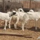 بهم رفيدي دواغير طليان ورخال رفيدية العدد 5 راس