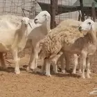 غنم حرية حرش خلفات بهمها ذبائح 3 تحتها 3