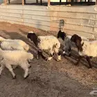 دواغير نعيم العدد 6