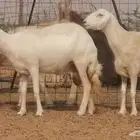 غنم حرية خلفات زينة ضان صنف وجروم