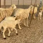 غنم حريات خلفات