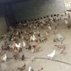 دجاج بلدي للبيع سليم وماخذ التخصين العمر من4شهور إلى 5شهور