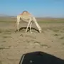ذلول للبيع