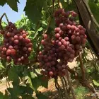 شارك واستثمر فى مشروع مضمون