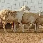 غنم حريت دفيع العدد 7 رأس