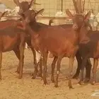 ماعز محايليات حمر دهم جنب دفيع معزا محايلية طيبة 7 رأس