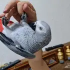 كاسكو اليف ومتكلام