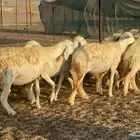 غنم حريات رخال دفيع مفاصيل