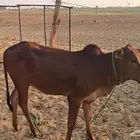 خبشه مقنى عمرها 7 أشهر