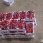 توريد خضار القصيم الى جميع المدن