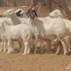 غنم حرية خلفات جروم طيبة بهمها جواهر 5 معها 5