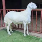 مشاريع فحول حري صنف