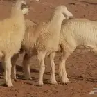 رخال حريات مقاني او ذبائح من غنم وضان حرية 3 رأس