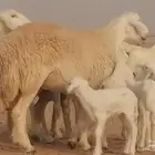 رخال حريات حرش خلفات ضان حرية 8 معها 8 رأس