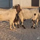 ماعز البورقت العدد 4 بلفحل دفيع