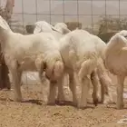 رخال حرية طيبة من غنم حريات وضان
