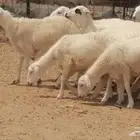 رخال ميدية حرية ورفيدية من غنم رفيديات 9 رأس