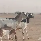 معزا جنوبي خلفات للبيع