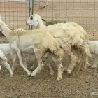 غنم حريات رخال خلفات