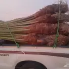 السلام عليكم ورحمه الله وبركاته عندنا نفط طيب متواجد في محاي