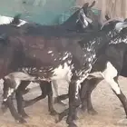 ماعز بيشيات مرخ وكحل جنب دفيع معزا جنوبية طيبة 7