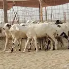 غنم رفيديه دفيع ومضاريع فيها القريب وفيها البعيد العدد 12
