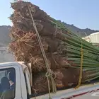 السلام عليكم ورحمه الله وبركاته عندنا نخل طيب متواجد في مكه