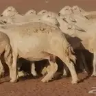 غنم حرية حرش دفع ضان حريات جروم جبرة
