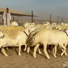 غنم حريات دفيع صنف