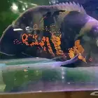 سمكة أوسكار للبيع مستعجل 100 ريال مع طعامها