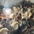 Highquality local chicken chicks
