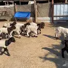 دواغيرنعيم العدد 11