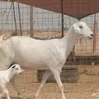 عنز بيشية خلفه تحتها جفرة
