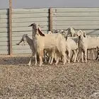 ماعز مشاريك بيض فاخره العدد 13