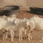 غنم مهجنات رفيديات وحريات خلفات ضان رفيدية 4 معها 5 ذبائح