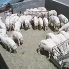 طليان وتيوس جبر ووسط وصغير