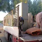 اجار دينا يومي صندوق شبك