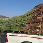 يوجد لدينا نخيل للبيع