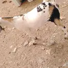للبيع جدعه بيشيه مضروبه