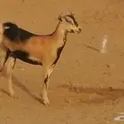 جفرة محايلية صنف فاخرة من معزا محايليات
