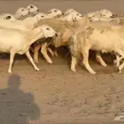 غنم حريات صنف