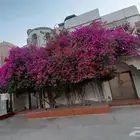 تنسيق وترتيب الحدائق العامه والخاصه