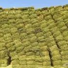 برسيم تبوك صافي وزن وطول وشد