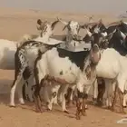 ماعز بيشيات كحل ومرخ جنب دفيع فاخرة